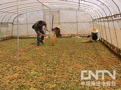 [每日农经]新兴养殖的诱惑(2)四季都蹦跶的蹦