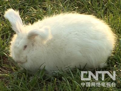 http:\/\/jingji.cntv.cn\/20100913\/103107.shtml