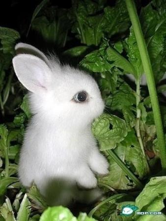 لنستقبل الأرنب الأرانب الصغيرة