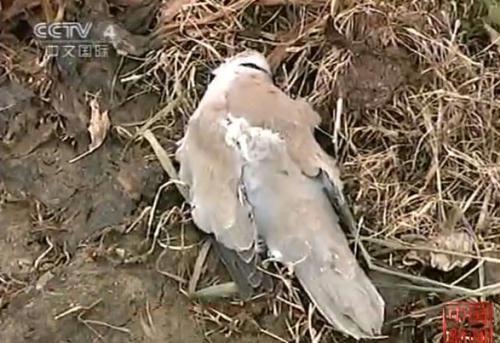 [视频]意大利数百只斑鸠神秘死亡 原因待查