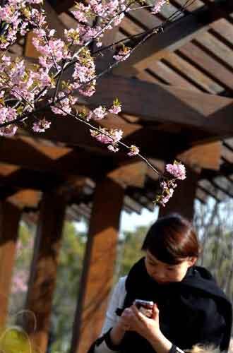 cherry tree blossom festival. Some 10000 cherry trees were