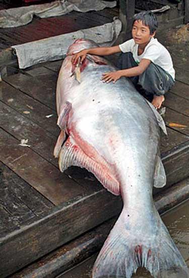 Biggest+mekong+giant+catfish