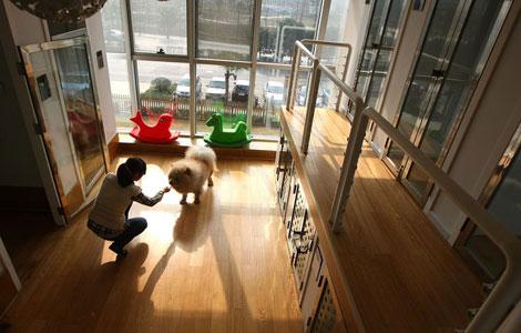 While Masters Away Hotels Take Care Of Pets Cctv News Cntv English A Pet