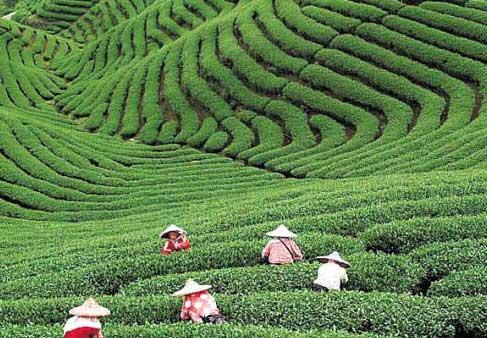 【食界观察】新红茶起名傍龙井 著名绿茶品种
