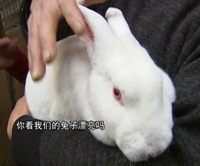 2011年,国内獭兔市场行情低迷,獭兔皮上半年价格一度出现下滑,一张獭兔皮卖二三十块钱,而獭兔肉在肉兔价格下滑的冲击下表现更不如从前。就是在这样的一个兔业市场形式不好的环境下,有人养獭兔没赔,反而赚到了钱,这究竟会是怎么回事呢?一位有经验的獭兔养殖户,本来在烟台养獭兔养得好好的,不过,几年前他偏偏把这些獭兔搬家到青海养殖。