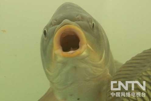 中国红鲤鱼养殖视频 万金发养鱼：找回荷包红鲤鱼