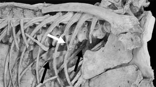 驰龙肋骨下的一小片翼龙骨骼残骸