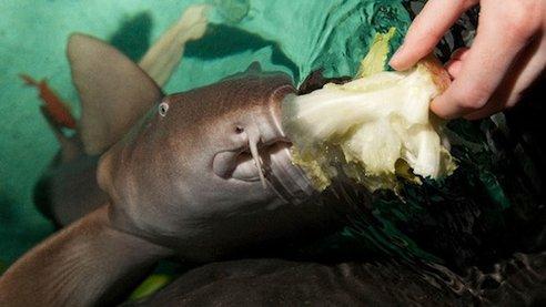 英国鲨鱼水族馆中出现世界上第一只素食鲨鱼