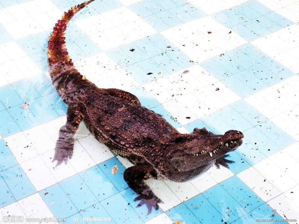 北京<em>男子鳄鱼</em>当宠物 养到1米长后害怕交给警察