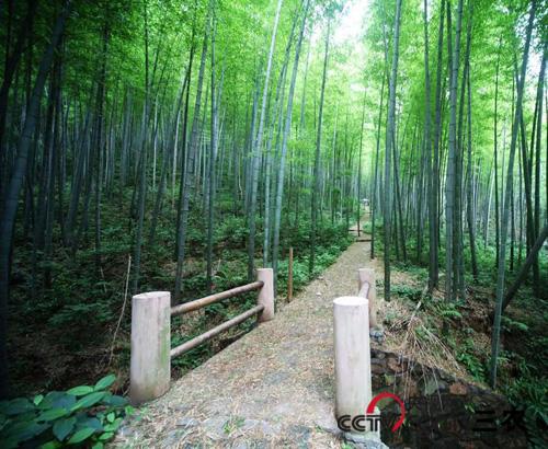 乡村美景:横溪"石塘竹海"最销魂的世外桃源