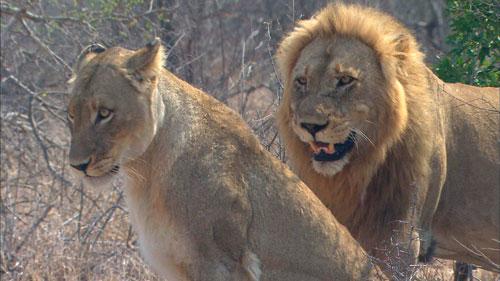 《大猫传奇》:谁是主角?