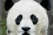 WWF warns pandas may face extinction