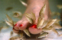 <b>Feature 4 :</b> Spa with "Doctor Fish" 