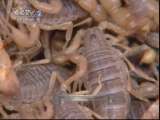 [视频]神奇的藏川王蝎