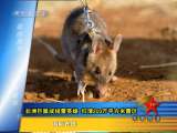 非洲巨鼠成排雷英雄 扫清200万平方米雷区_CCTV节目官网-CCTV-7_央视网(cctv.com)