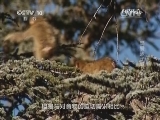 《自然传奇》 20141112 溺爱孩子的父亲_CCTV节目官网-CCTV-10_央视网(cctv.com)