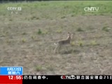 [法治在线]法治故事 变味的“狗撵兔子”_CCTV节目官网-CCTV-13_央视网(cctv.com)
