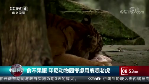 [今日环球]食不果腹 印尼动物园考虑用鹿喂老虎_CCTV节目官网-CCTV-4_央视网(cctv.com)