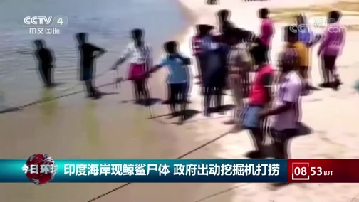 [今日环球]印度海岸现鲸鲨尸体 政府出动挖掘机打捞_CCTV节目官网-CCTV-4_央视网(cctv.com)