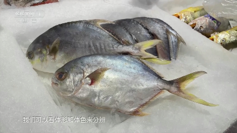 [生活提示]平鱼一般指银鲳 个头较大的可能是金鲳鱼_CCTV节目官网-CCTV-1_央视网(cctv.com)