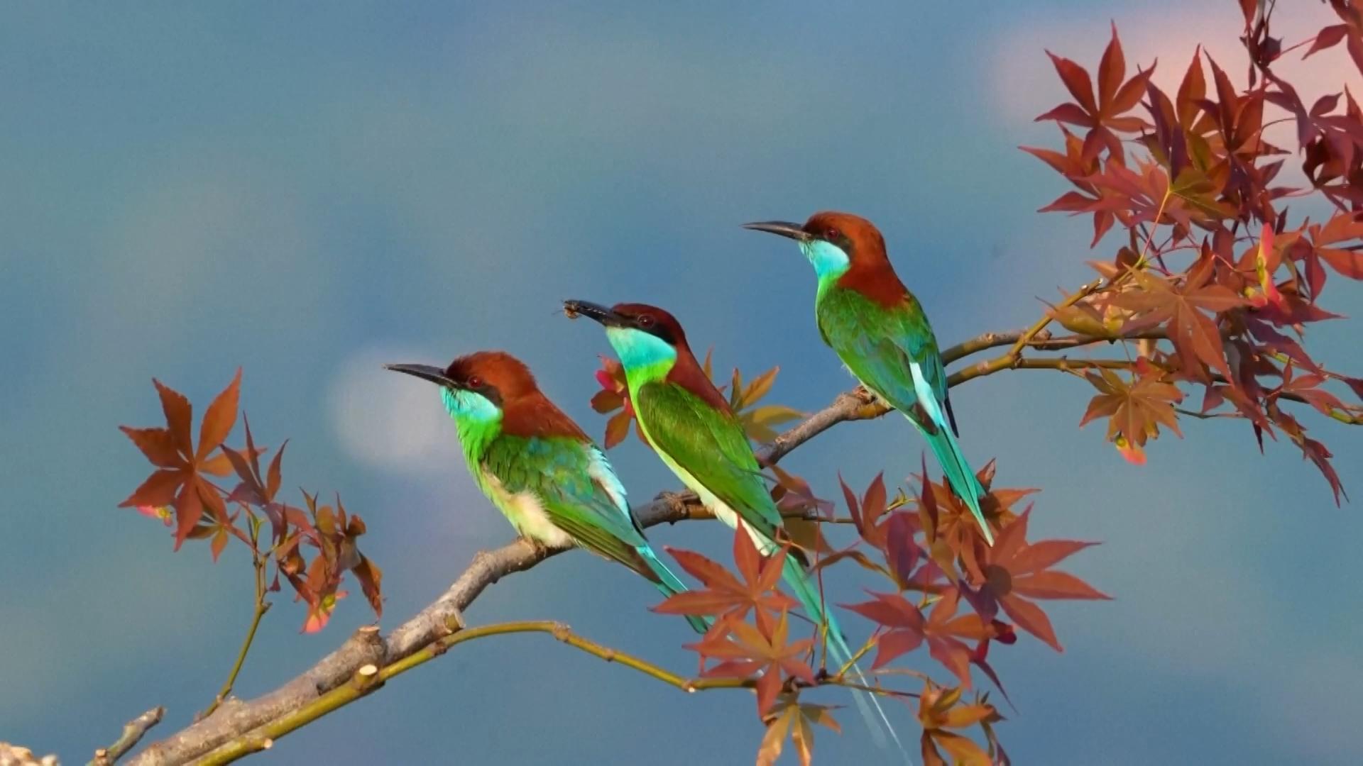 Beloved blue-throated bee-eaters observed in Fujian