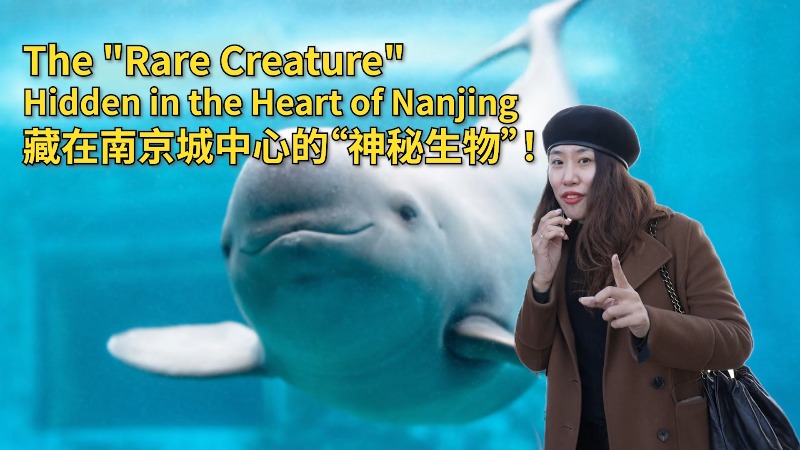 The 'Rare Creature' Hidden in the Heart of Nanjing