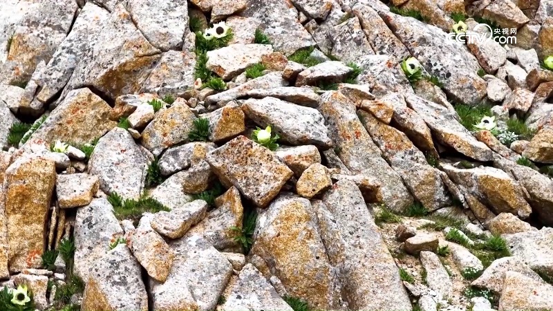 Snow lotus in full blossom in Xinjiang