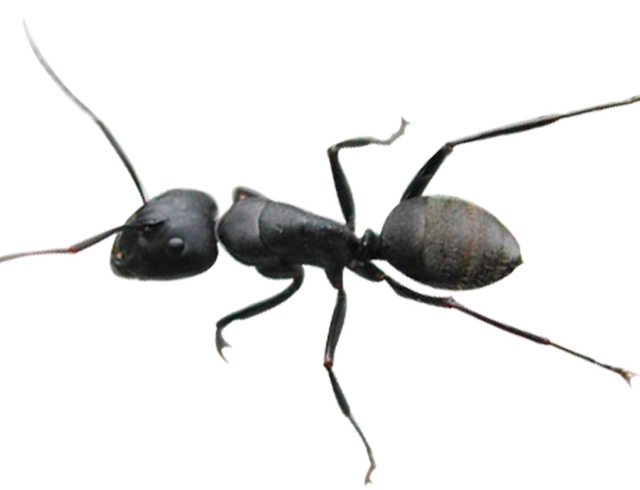 蚂蚁王国探秘(高清)_最新 高清视频在线观看_高