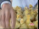 冬季多养一茬鹅