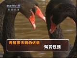 [视频]唐学良与黑天鹅的故事