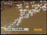 [ÿ��ũ��]138Ԫһֻ�İ�Ѽ(2010.2.4)