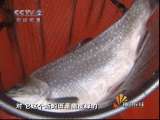 [视频]七彩鲑鱼池里的百万财富