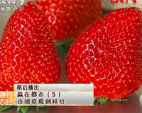 京郊草莓别样红