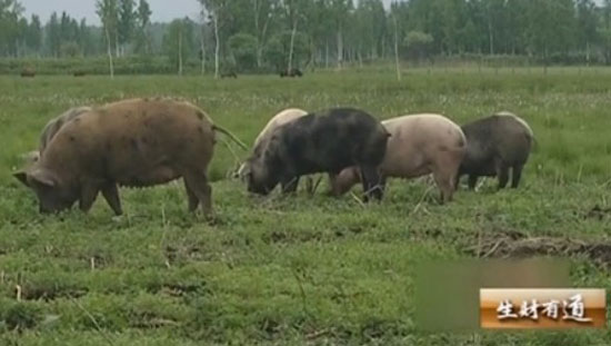 中央电视台cctv2在线直播及cctv