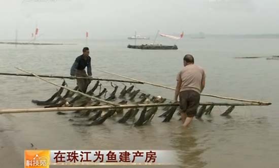 广东珠江电视台节目表 珠江卫视节目表