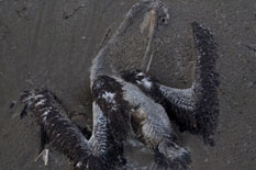 <br><strong><p>Experts warn damage to the gulf&acute;s ecosystems and wildlife could be long-term . The spill could be the worst environmental disaster in US history.</p></strong>