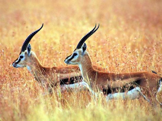 Brief introduction to Tibetan antelope