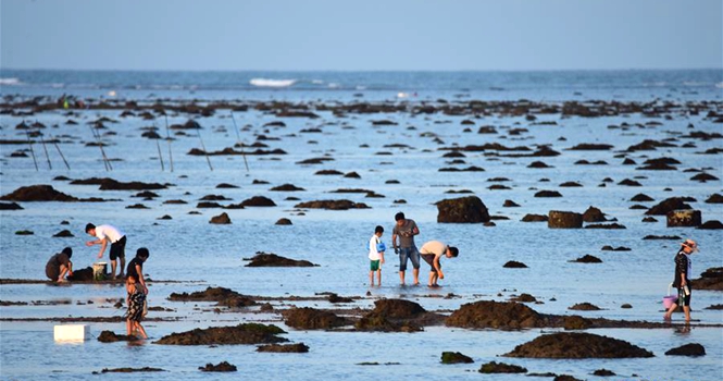 海南琼海:赶海拾贝