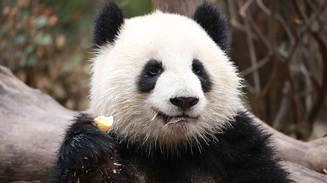 精选高清-中国大熊猫保护研究中心_熊猫频道