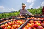 Nectarine harvest underway in Guizhou