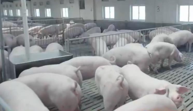 生猪生产现积极信号！过年过节，如何保障“大口吃肉”？