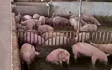厦门规模最大的生猪养殖场有望年底建成投产[今日视区 2020.04.24] 00:02:08