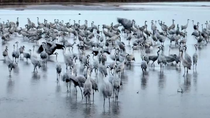 Thousands of common cranes play and feed along the Yellow River