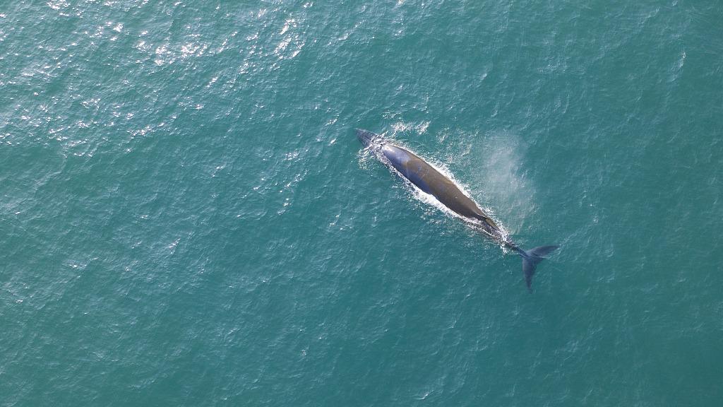 Bryde's whales spotted in south China's nearshore area