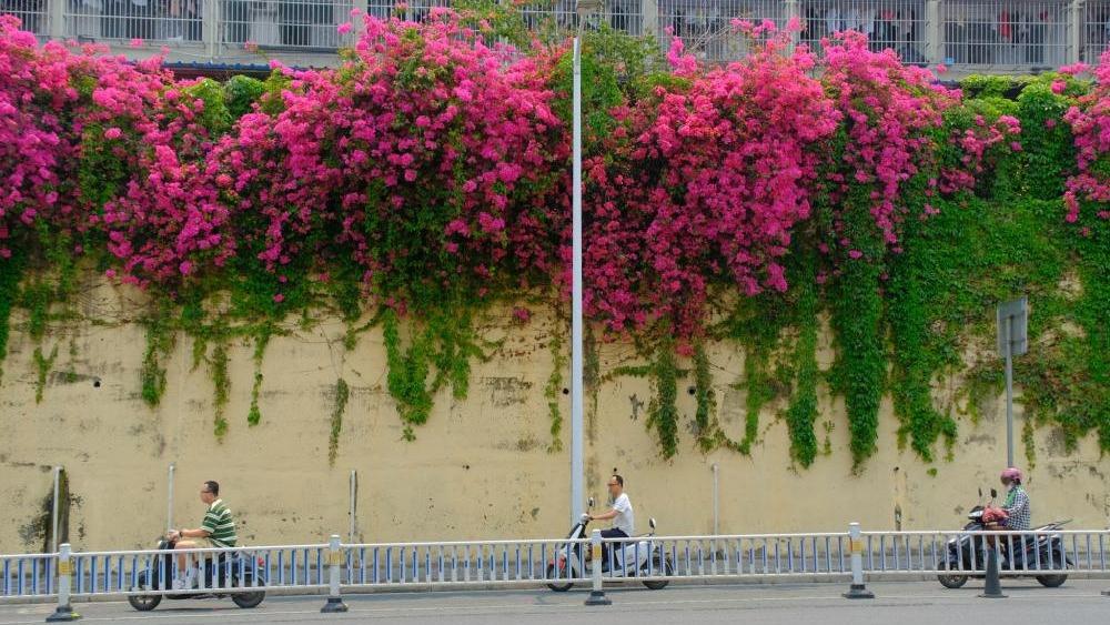 Blossoms of bougainvillea adorn Nanning City in S China's Guangxi