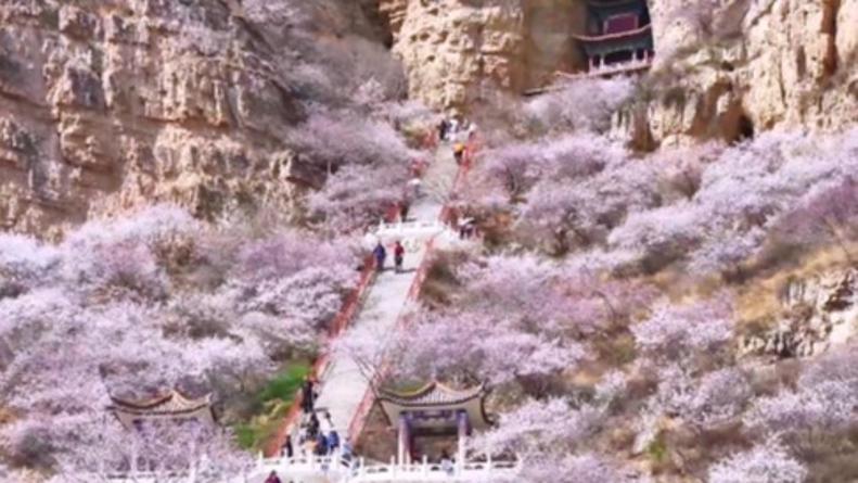 Breathtaking peach blossoms wow tourists in Shanxi