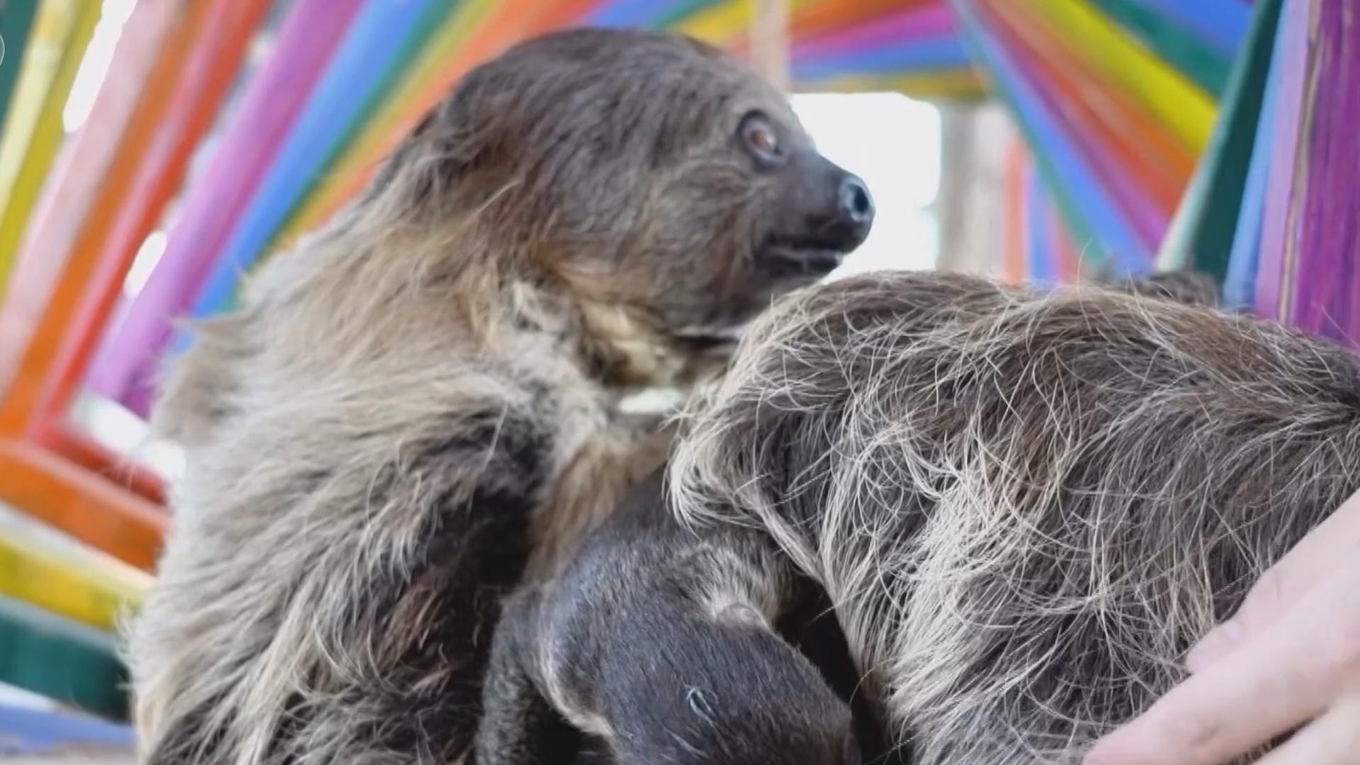 Two baby sloths in Chongqing meet public