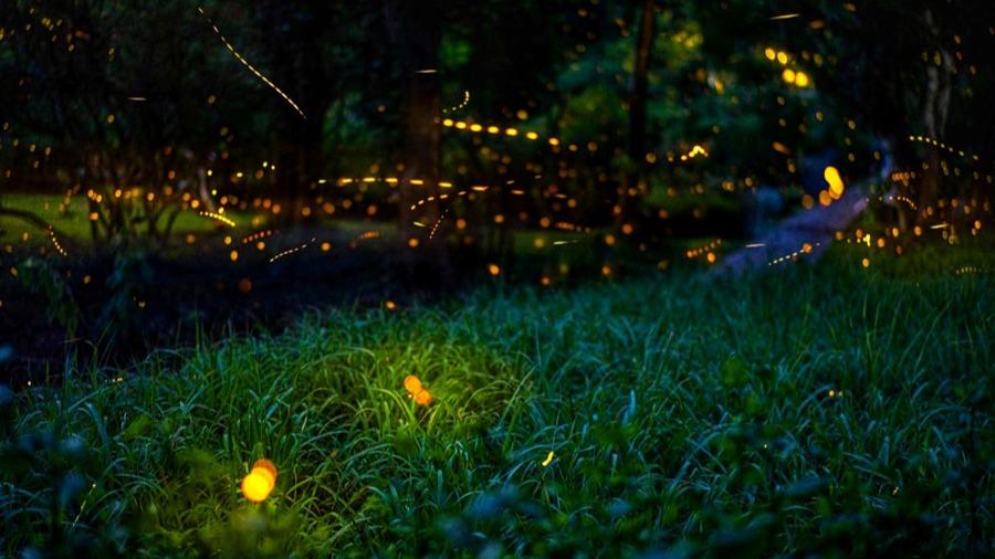 Enchanting scenery of fireflies in SW China's Yunnan