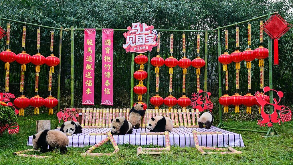 Panda cubs born in 2025 send Spring Festival greetings in group