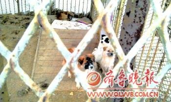 烟台一动物园被曝用流浪狗喂老虎 园方否认